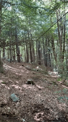 Children enjoy forest adventure course activities in Montenegro