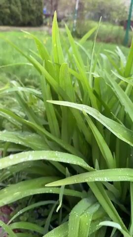 The video shows a close-up view of a clump of long, green leaves with water droplets on them. The leaves appear to be growing in a garden or yard, with grass and other plants visible in the background. Rain falls on the leaves throughout the video, causing them to glisten. The camera angle is slightly low, looking up at the leaves. There is movement from the leaves due to the rain.