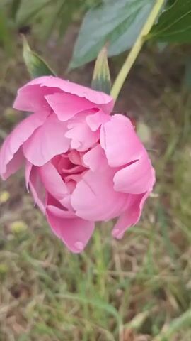 A close-up video shows a pink peony flower with water droplets on its petals. The flower is in focus, and the background consists of green grass and leaves, slightly blurred. The video appears to be shot outdoors, possibly after rain. There are no people or any other visible objects.