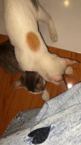 Two cats are on a wooden floor. One cat is white with orange patches and is lying on top of the other cat. The second cat is gray and white. A hand is petting the gray and white cat. The cats appear to be interacting affectionately.