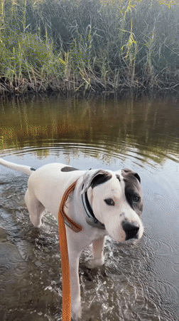 Dog swims and wades in murky Wrocław waters