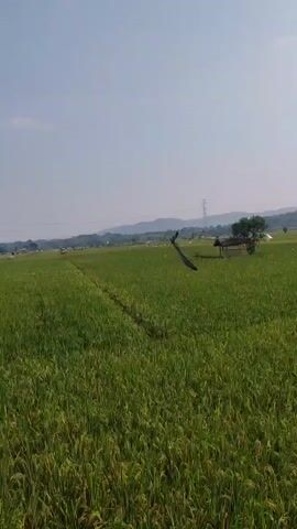The video displays a panoramic view of a rice field under a clear, bright sky. The field is lush green, indicating a healthy crop. In the distance, a line of hills forms the horizon, dotted with trees and some scattered buildings. A few power lines and transmission towers are also visible against the sky. There are minimal signs of human activity in the frame, with a few small structures that appear to be shelters or sheds within the field. The perspective shifts slightly throughout the clip, revealing more of the expansive landscape and the subtle changes in terrain. The overall impression is of a serene rural setting, likely during daylight hours.