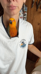Sun conure parrot nests in t-shirt collar at home in Khimki