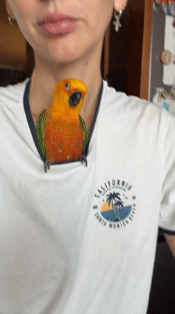 Sun conure parrot nests in t-shirt collar at home in Khimki