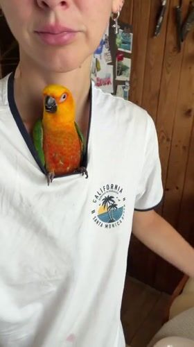 Sun conure parrot nests in t-shirt collar at home in Khimki