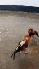 Cockfight recorded on concrete surface in Altagracia, Venezuela