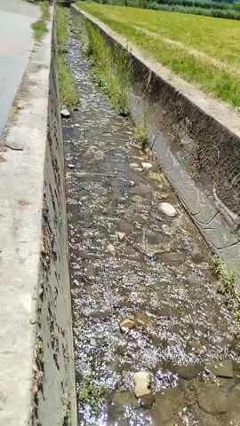 The video shows a concrete ditch with water flowing through it. The ditch is lined with grass and some debris, including leaves and small stones, can be seen in the water. The water appears somewhat murky. The ditch is outdoors, with a grassy area visible on the right side and a paved surface on the left. The lighting suggests it is daytime.