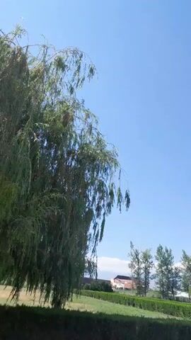 A low-angle shot shows a clear blue sky with a weeping willow tree on the left, its branches drooping. Below the tree, a man sits on a bench. To the right, a lamp post stands in front of a line of trees. Further to the right, two people are visible on a bench, and another person walks by. A motorcycle is parked near the base of the willow tree. In the background, there are more trees, a building with a red roof, and a hedge-lined pathway. The camera pans slightly to the right, revealing more of the park-like setting with benches, pathways, and greenery.