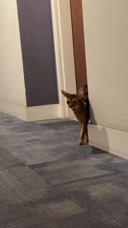 Cats roaming a Glendale apartment on a quiet evening