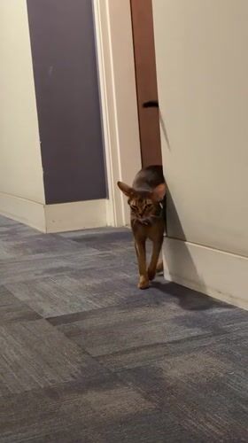 Cats roaming a Glendale apartment on a quiet evening
