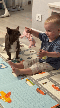 Toddler plays with stuffed animal, chihuahua nearby in Votkinsk