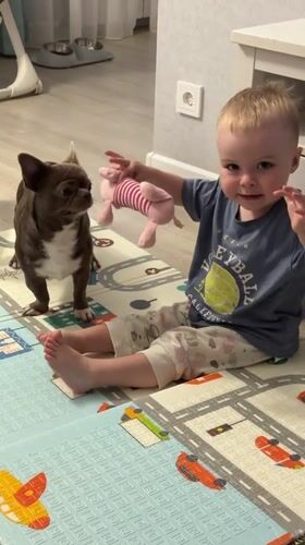 Toddler plays with stuffed animal, chihuahua nearby in Votkinsk