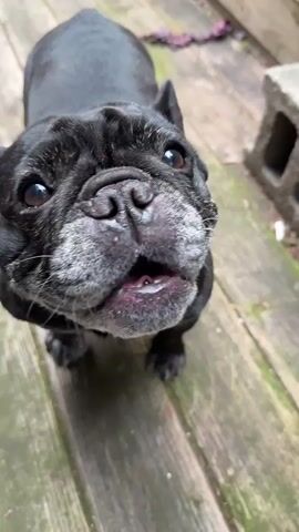A short video clip shows a close-up view of a black French bulldog on a wooden deck. The dog is panting and breathing audibly, looking up at the camera. The lighting is natural. The deck planks are weathered and grey. A cinder block and a dog toy are partially visible in the background. The camera angle is slightly tilted upwards.