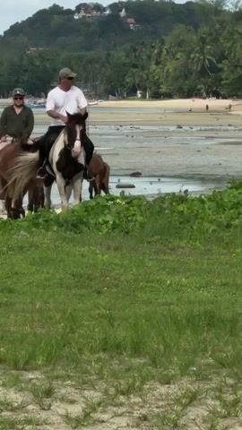 The video captures a serene scene of two men riding horses along a sandy beach, accompanied by several other horses, including foals. In the foreground, a vibrant green grassy patch lines the edge of the beach.

The man on the right, wearing a white t-shirt and a dark cap, rides a distinct piebald horse with black and white markings. The man on the left wears a dark green long-sleeved shirt and sunglasses, mounted on a solid brown horse. They appear to be guiding their horses along the water's edge, which is significantly receded, indicating low tide.

The group of horses includes various shades of brown, a white horse, and smaller, darker brown foals or ponies. They move casually from right to left across the frame, following the lead horses. The expressions of the riders suggest a calm and enjoyable activity.

The background reveals a wide expanse of wet, shallow sand, with small pockets of water. Beyond the beach, a dense line of tropical trees, predominantly palm trees, stretches across the horizon. Further back, verdant hills rise, dotted with distant buildings or structures, hinting at a coastal settlement. The sky is bright, possibly overcast, but provides ample daylight for the activity. The setting is a tropical coastal environment, identified as Ban Bang Khao, Thailand. No text is visible in the media.