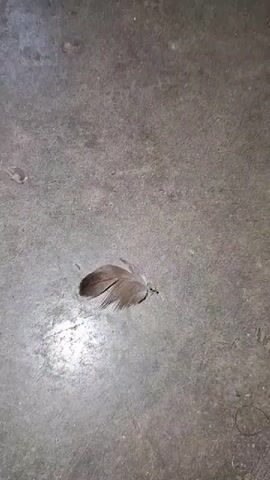 A close-up shot shows a single brown and grey feather lying on a concrete surface. The feather is positioned in the center of the frame, and its barbules are slightly fanned out. The concrete floor appears to be slightly damp in some areas, with visible lines and marks suggesting wear and tear. A bright light source, possibly a reflection, illuminates the left side of the feather, casting a subtle shadow. The feather is stationary throughout the short video clip.