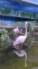 Zoo visitor tours aquatic exhibits in Khimki, Russia