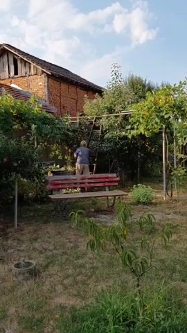 A person is standing on a wooden bench, leaning on a ladder, and reaching up into a leafy tree, possibly to prune it. The ladder is positioned against a horizontal support structure for the tree. To the left of the bench, a section of a rustic brick building with timber framing is visible. The ground is covered with dry grass and some green vegetation. A small sapling with green leaves is in the foreground. The sky above is blue with scattered clouds. The scene appears to be an outdoor garden or backyard setting.