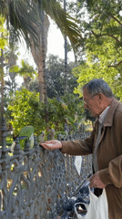 Elderly man feeds green parrots in Málaga park