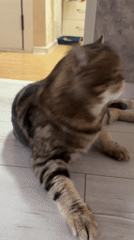 Tabby cat lounges and grooms on apartment floor in Votkinsk