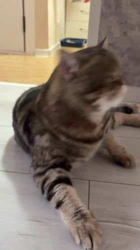 Tabby cat lounges and grooms on apartment floor in Votkinsk