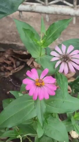 Here is a concise description of the video:

The video shows a close-up shot of two pink Zinnia flowers surrounded by green leaves. One flower is vibrant pink with a bright yellow center, while the other is a faded pink with a darker center, suggesting it's older. The background includes a concrete surface, some dried leaves, and a metal fence or gate.