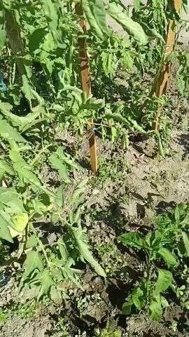 A close-up shot shows a person's hand gently touching a green tomato on a vine. The tomato is round and has a slightly ribbed surface. Another green tomato is visible in the background. The plant has large, green leaves and is growing in soil. A wooden stake is also visible, supporting the plant. The video is taken outdoors on a sunny day.