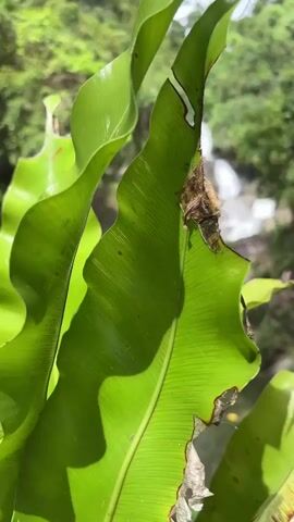 The video opens with a close-up of a large, bright green leaf, obscuring part of the view. A hand reaches out and touches the leaf gently. The camera then pans out to reveal a multi-tiered waterfall cascading down a rocky hillside surrounded by lush green forest. The waterfall empties into a pool of water. A few yellow buoys can be seen floating in the pool. A person, almost entirely submerged, is in the water near the buoys.