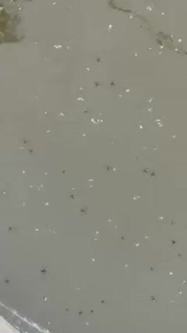 The video shows a body of water teeming with small, dark insects, likely water striders, rapidly moving across the surface. Tiny white particles are also scattered across the water, possibly pollen or other debris. A blurry reflection of vegetation can be seen at the top of the frame. A person speaks in the background, expressing amazement at the movement of the insects and commenting on their grace.