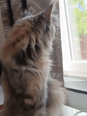 Maine Coon cat observed throughout Leuven residence during morning hours