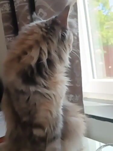 Maine Coon cat observed throughout Leuven residence during morning hours