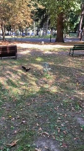 A black squirrel with a bushy tail moves across a grassy area covered with fallen leaves and pinecones. The squirrel is facing away from the camera and appears to be foraging. In the background, there are trees with autumnal foliage, park benches, and a dark brown structure that could be a picnic table or a trash receptacle. Sunlight dapples the ground, indicating it is daytime.