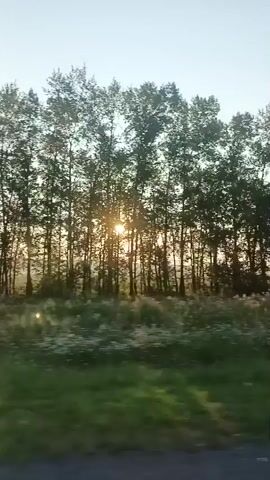 A video taken from a moving vehicle shows a line of trees silhouetted against a bright sky, with the sun shining through the branches. The foreground consists of green grass and a dark road. The trees appear to be deciduous with thin trunks and dense foliage. The sun creates a lens flare effect and casts a warm glow through the trees. The sky is a pale blue, suggesting it is either early morning or late afternoon. The motion blur indicates the camera is in transit.