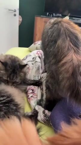 The video shows two cats on a bed. One cat, with a brown and black tabby coat and long fur, is lying down on the left side of the frame, facing left with its eyes closed. The second cat, a tortoiseshell with brown, black, and orange fur, is standing on the bed on the right side of the frame, facing away from the camera and looking down. It has a long, bushy tail. The bed is covered with white and floral-patterned sheets and a purple blanket. In the background, a wooden headboard is visible, along with a portion of a dark television screen mounted on the wall. A white door with a silver handle is also visible on the far left. The lighting is soft, suggesting an indoor environment. The focus is primarily on the cats and their interaction on the bed.