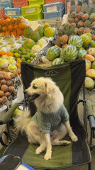 Dog in green sweater sits by fruit stand