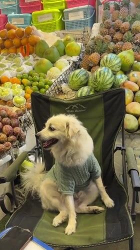 Dog in green sweater sits by fruit stand