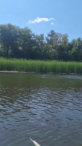 The video captures a serene scene from a boat on a wide river. The water is calm with gentle ripples, reflecting the clear blue sky above, dotted with a few wispy white clouds. The riverbanks are lined with lush green reeds and dense trees, creating a natural, verdant backdrop. The camera pans slightly, revealing the back of a person wearing a wide-brimmed straw hat and a white shirt, seated in the boat, presumably enjoying the tranquil journey. The boat itself appears to be a simple wooden vessel, with an oar visible in the water. In the distance, other small boats can be seen, suggesting a leisurely day on the water. The overall atmosphere is one of peace and relaxation, with the natural environment playing a prominent role.