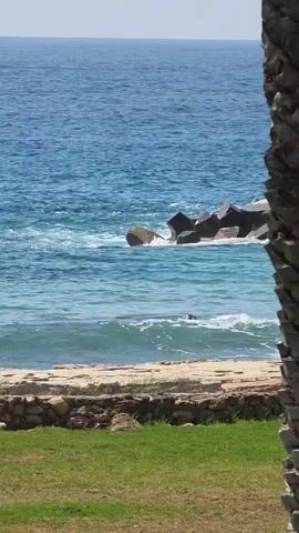 A serene ocean view is captured, framed by the textured bark of a palm tree on the right. Gentle waves roll towards a rocky shore, where large, geometric concrete blocks act as a breakwater. The water is a clear turquoise, contrasting with the deeper blue of the distant ocean. In the middle distance, a dark object, possibly a seal or a large rock, breaks the surface of the water. The foreground features a patch of vibrant green grass bordered by a low, stone wall. The sky is a pale, cloudless blue, suggesting a sunny day.