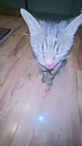The video captures a tabby cat sitting on a wooden floor. The cat is initially facing downwards, then looks up at the camera with bright yellow eyes. Its mouth opens, and its tongue is visible as it appears to be licking or panting. The cat has prominent whiskers and is wearing a blue collar. The background is blurred, showing a wall and possibly some furniture. The camera angle is close-up, focusing on the cat's face and head.