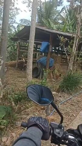 The video is a point-of-view shot from a person riding a motorcycle. The rider's gloved hand is visible on the handlebars. The motorcycle is moving along a dirt path next to some rural structures. The structures appear to be agricultural, with thatched roofs and open sides. There are piles of hay or dried grass and some blue tarps draped over objects. Lush green vegetation, including palm trees and other tropical plants, surrounds the area. The overall impression is of a rural, possibly Southeast Asian, setting. The video is shaky due to the movement of the motorcycle.