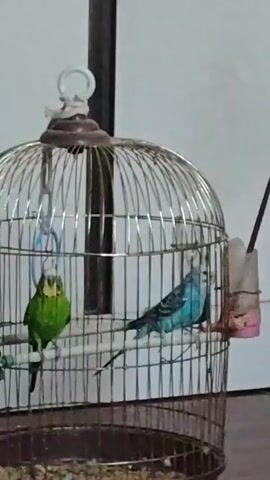 A green budgie and a blue budgie are in a cage. The green budgie is on the left, and the blue budgie is on the right. The cage is made of metal bars and has a dark brown base. There is a small feeder attached to the side of the cage, containing birdseed. The background is a light-colored wall.