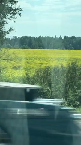 The video shows a landscape from inside a moving vehicle, likely a car, as seen through a somewhat dirty window. The view consists mainly of trees and greenery along the side of a road. A field of yellow flowers can be glimpsed behind the trees in a few frames. The road's edge is visible with a yellow line marking the lane. The windshield has water droplets and streaks, obscuring the view somewhat.