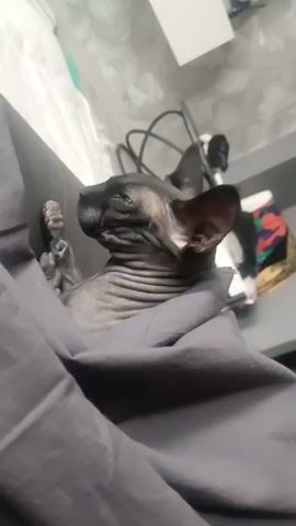 A dark grey Sphynx cat is being held or resting in a folded dark grey blanket. The cat is looking upward and to the left, with its paws touching the blanket. The background shows a neutral-colored wall, and a shelf with a white box, black wires, and what appears to be a colorful patterned bag. The scene is well-lit with soft light.