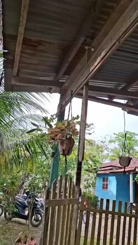 The video features a static shot of an outdoor scene, primarily focusing on a hanging plant suspended from a wooden beam. The plant, housed in a white pot with a macrame hanger, displays variegated leaves in shades of green and reddish-pink. Above the plant, a corrugated metal roof and rustic wooden beams of a simple outdoor structure are visible, suggesting a porch or overhang.

The background is rich with green foliage, including palm fronds, indicative of a tropical or subtropical environment. To the far right, a light blue house with a brown roof and a window is partially visible in the distance. On the left side of the frame, a black motorcycle is parked behind a low wooden fence.

The scene is captured during the daytime, characterized by bright but soft lighting, suggesting either an overcast sky or late morning/early afternoon conditions. The overall atmosphere appears calm and peaceful. There is no visible text in the video. The setting appears to be a residential or semi-rural area, consistent with the provided location context of Meunasahreudeup, Indonesia.