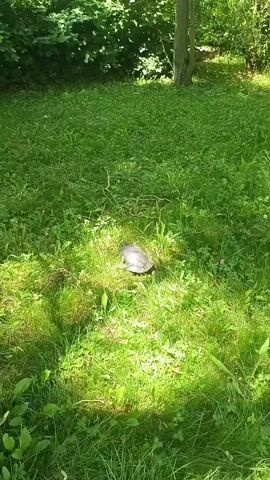 A turtle is seen in a patch of grass. The turtle is facing to the left of the frame. The turtle retracts its head into its shell and then extends it again. The turtle then begins to move its legs, as if it is about to walk. The turtle is in a sunny area of grass with trees in the background.