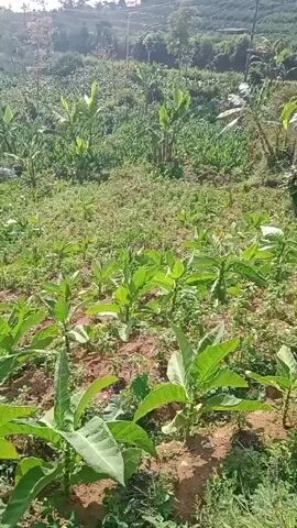 A video shows a close-up view of a field of young tobacco plants. The plants are green and healthy, with large leaves. The field is on a gentle slope, and in the background, there are more plants, including some banana trees. The sun is shining brightly, and the sky is clear. The video is shot from a low angle, looking up at the plants.