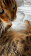 Bengal cat and owner share quiet morning moments