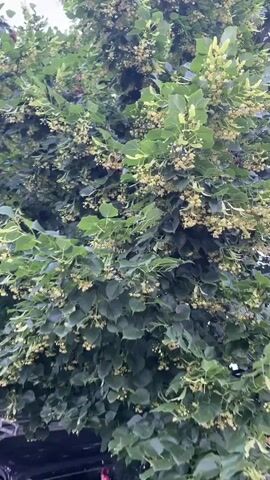 The video displays a close-up, shaky shot of a tree in bloom. The tree is covered in lush green leaves and clusters of small, pale yellow flowers. Some of the flowers are starting to wilt, with some petals falling. The background is blurred, suggesting the focus is on the tree. The lighting is soft and diffused, indicating it might be an overcast day or late afternoon. There are no people or distinct objects visible in the frame, only the natural elements of the tree. The overall impression is one of natural abundance and the transient beauty of blooming flowers.