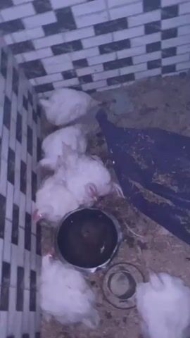 Approximately seven to eight white broiler chickens are visible within a confined, dimly lit enclosure. The floor of the enclosure is covered with dark bedding material, possibly dirt or straw, mixed with debris. A large, dark metal bowl filled with dark liquid, likely water, is centrally located on the floor. At least one chicken is actively drinking from this bowl, while others are gathered around it or resting/sitting nearby. To the right of the bowl, a blue tarp, partially covered with debris, lies on the floor. The walls of the enclosure are tiled with a black and white checkerboard pattern on the upper sections. No human presence or interaction is observed.