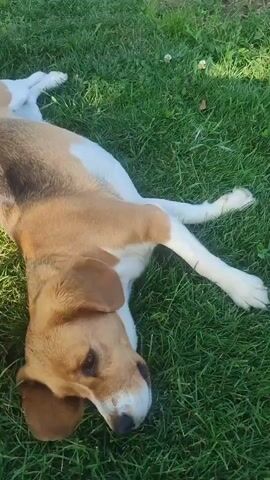 A dog is lying on its back on green grass in the sunlight. The dog has tan, white, and dark brown fur. It is looking to the left of the frame. The dog’s eyes are open, and its ears are floppy. The dog's front legs are crossed on its chest, and its hind legs are extended out. The dog's tail is not visible. The grass appears well-maintained and lush. There is a slight breeze rustling the dog’s fur. The background is out of focus, suggesting a natural outdoor setting.