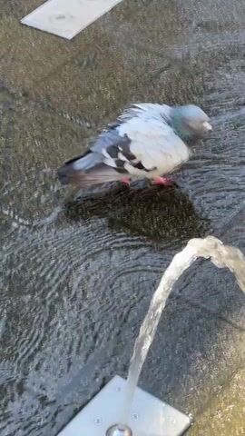 A pigeon is seen bathing in a shallow fountain with water spraying upwards. The pigeon dips its head and body into the water, shaking off and splashing as it cleans itself. The pigeon then flops onto its side, continuing to enjoy the cool water. The ground is paved with stone tiles that are wet from the fountain.